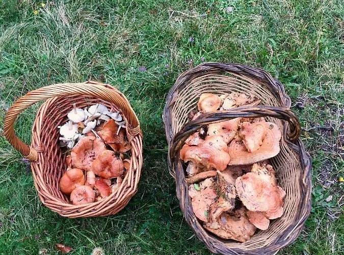 Πανσιόν Rural Sositana